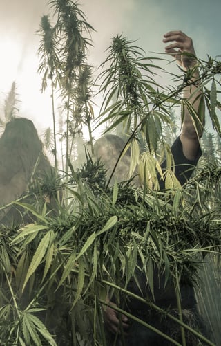 Cover image for Belzebong